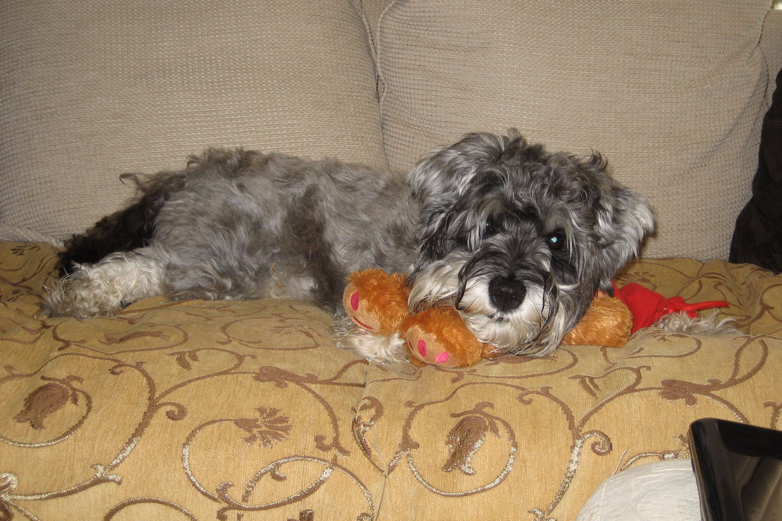 Little Bear on sofa with his teddy