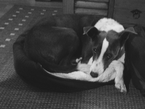 Grey & white Collie cross laying in a small dog bed looking at the camera